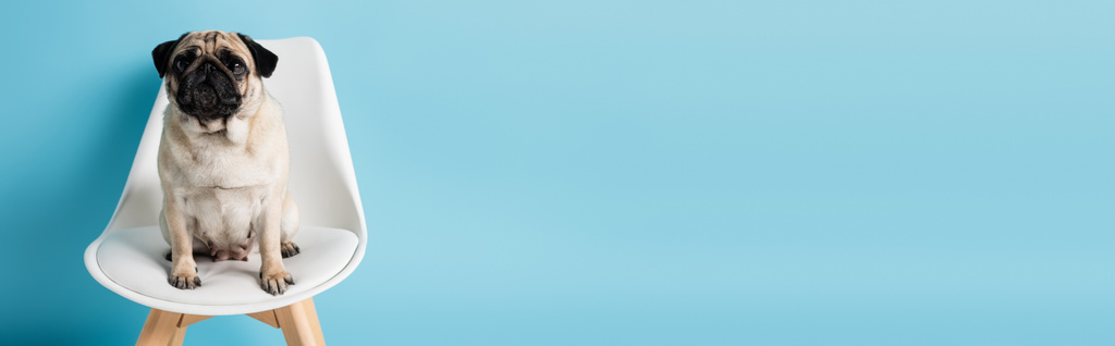 plavá barva pug na bílém křesle na modrém pozadí s kopírovacím prostorem, banner - Fotografie, Obrázek