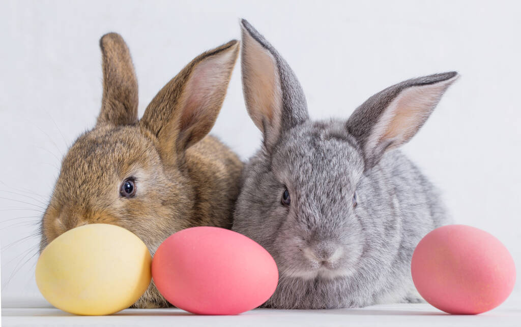 bunnyes met Pasen eieren op witte achtergrond - Foto, afbeelding