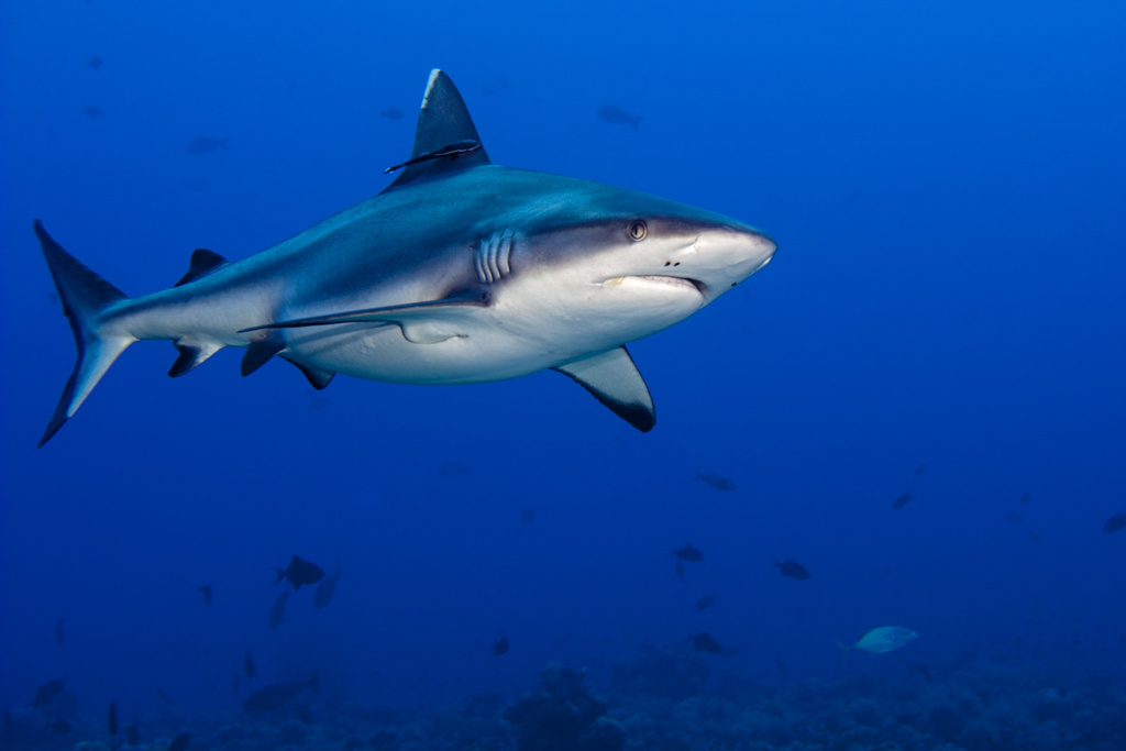 Hai-Angriff unter Wasser - Foto, Bild