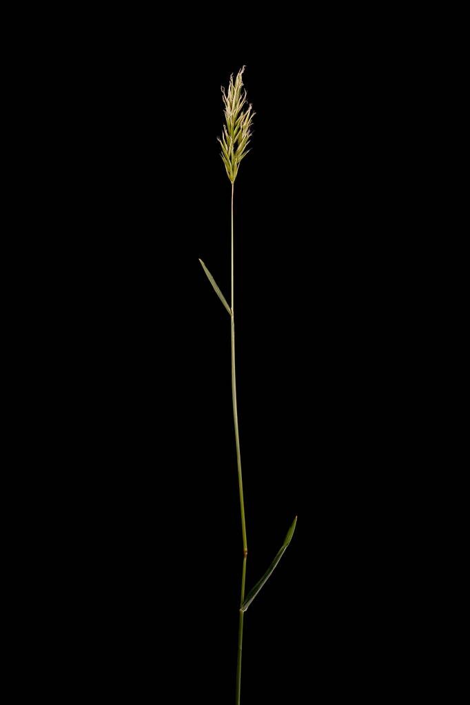 Sweet Vernal Grass (Anthoxanthum odoratum). Primer plano del hábito - Foto, Imagen