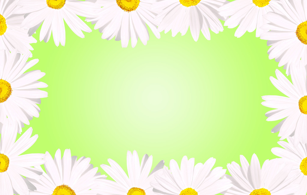 White madeliefjes grens over groen - Foto, afbeelding