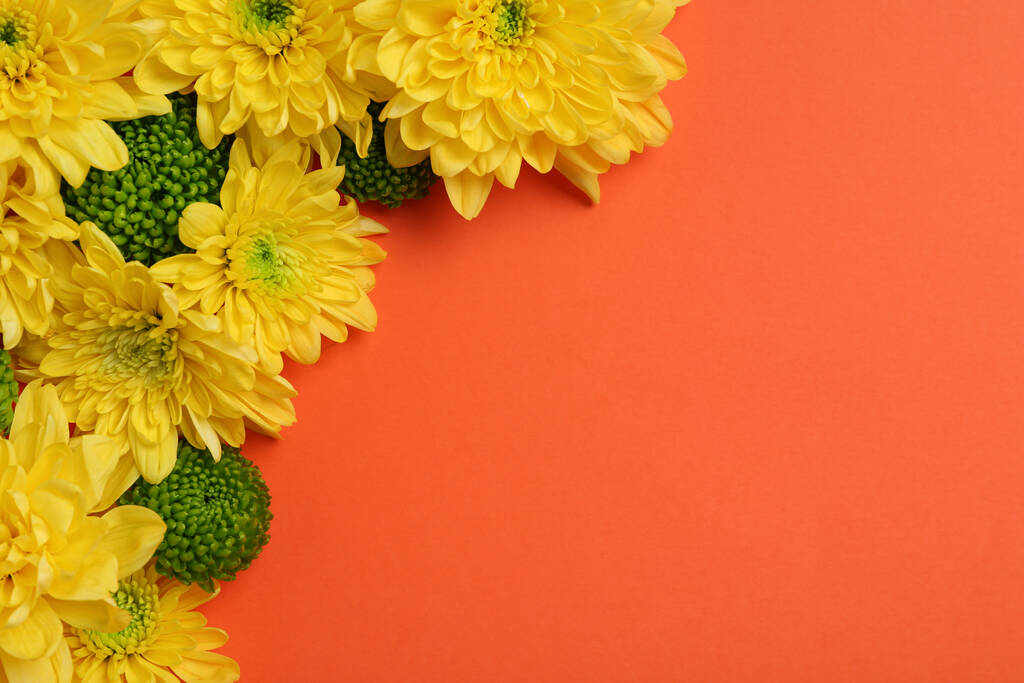 Hermosas flores de crisantemo sobre fondo naranja, disposición plana. Espacio para texto - Foto, Imagen