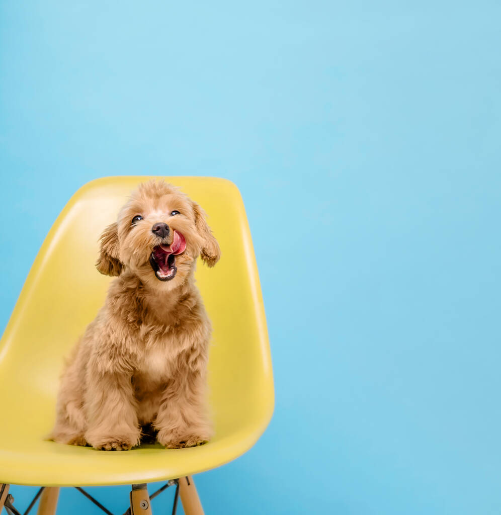 Собака Мальтіпу. Приємні мальтійці і пудл змішують цуценя. Собака на синьому тлі. Банер - Фото, зображення