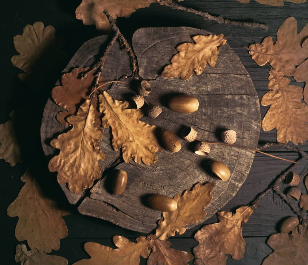 Осенняя фотография. Желуди и листья на пне. - Фото, изображение