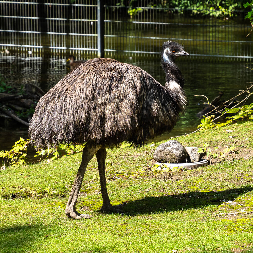 emu 、 Dromaius novaehollandiaeは高さによって2番目に大きい生きている鳥です,その比率の相対的な後、,ダチョウ.オーストラリアに固有である。 - 写真・画像