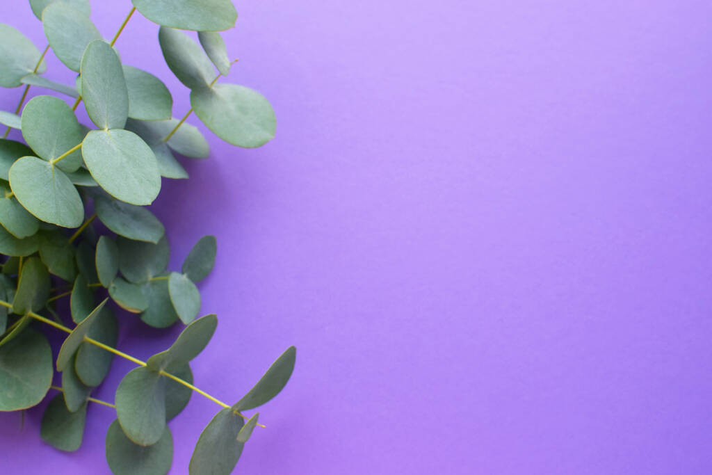 Eukalyptuszweige auf weichem violettem Hintergrund. Flache Lage, Draufsicht. Floraler Hintergrund. - Foto, Bild