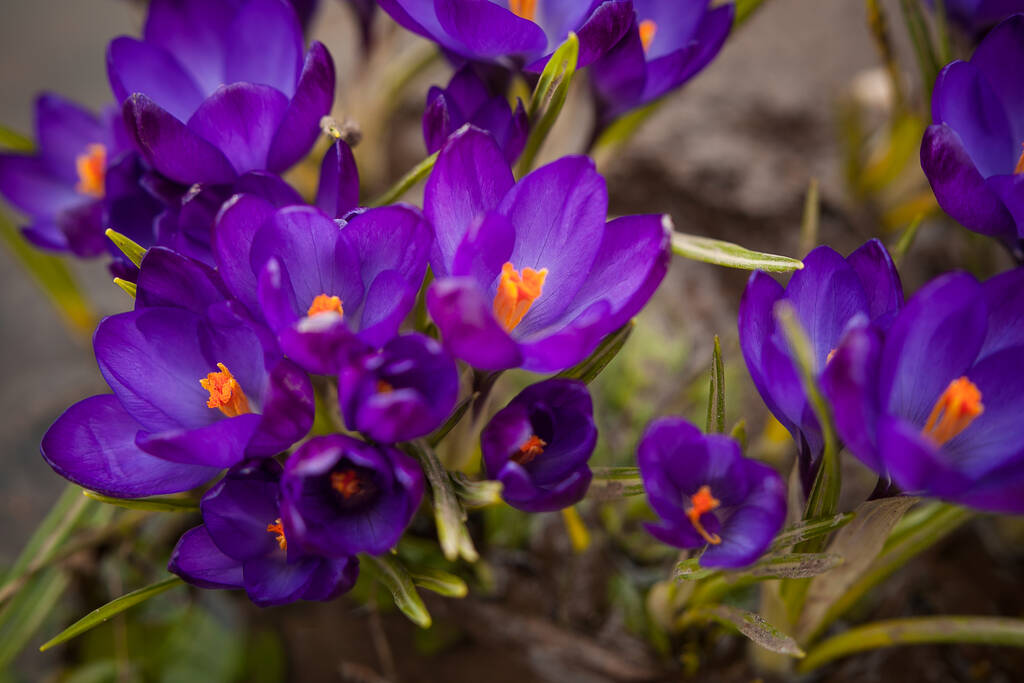 luxe eerste lente bloemen in het bos fel paars en geel krokussen met oranje staarten - Foto, afbeelding