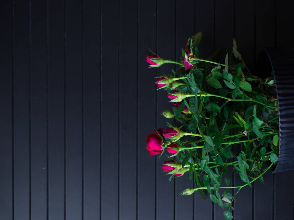 黒い背景の黒いプラスチック鍋に小さなバラの茂み - 写真・画像