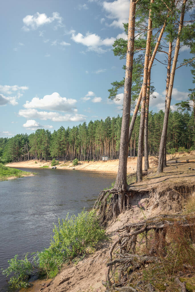 Borový les na břehu řeky za slunečného letního dne. - Fotografie, Obrázek