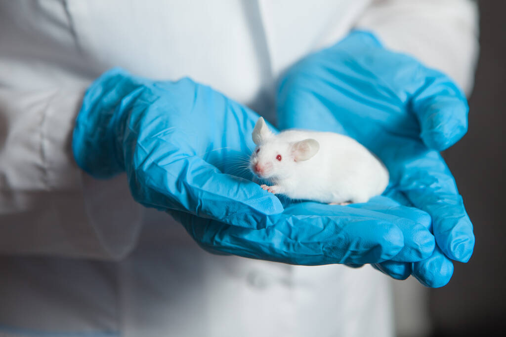 Eine kleine weiße Labormaus mit roten Augen in der Hand eines Wissenschaftlers in einem blauen Gummihandschuh. Frau macht Experimente mit Labormaus. - Foto, Bild