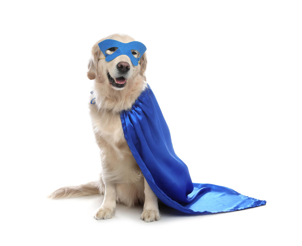 Чарівна собака в синьому супергеройському мисі і маска на білому тлі
 - Фото, зображення