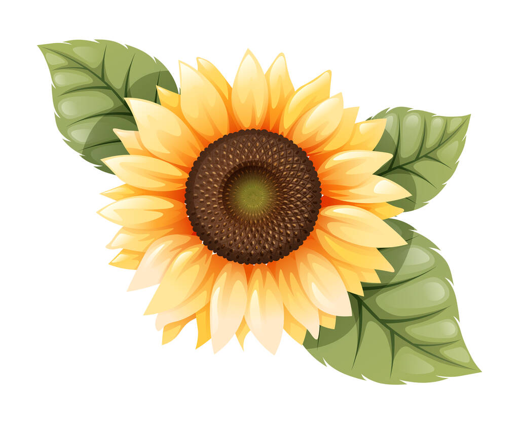 sunflower isolated with green leaves, vector illustration. - Vector, Image