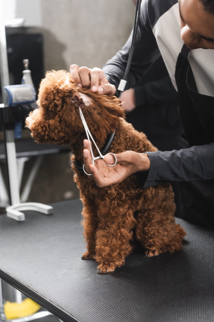 partial view of african american groomer trimming ear of poodle on grooming table - Photo, Image