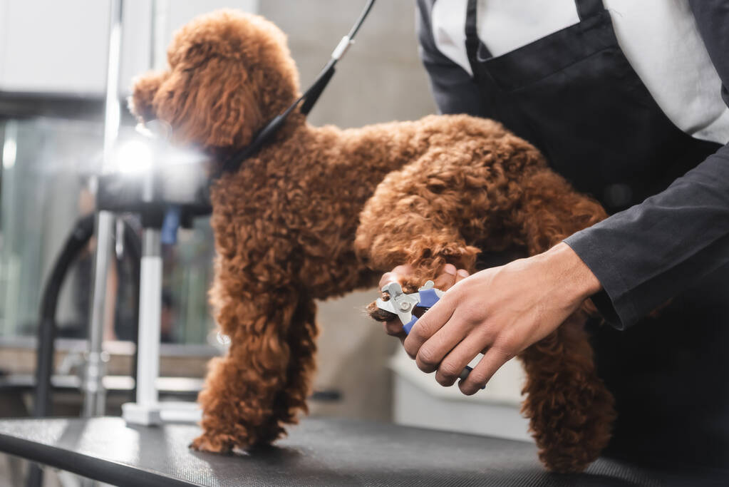 gedeeltelijke weergave van Afrikaans-Amerikaanse groomer snijden klauwen van hond in salon - Foto, afbeelding