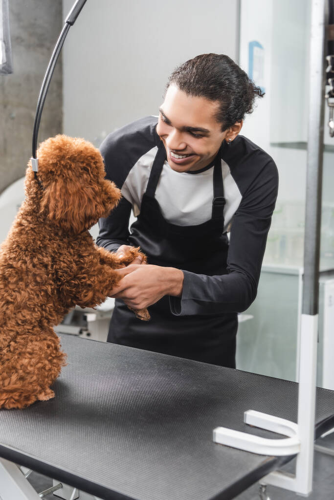 happy african american pet barber having fun with poodle in grooming salon - Photo, Image