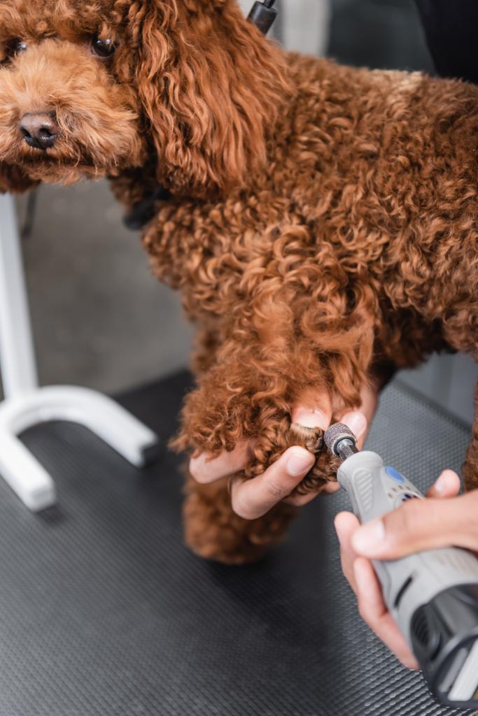 cropped view of african american groomer polishing claws of poodle with nail grinder - Photo, Image