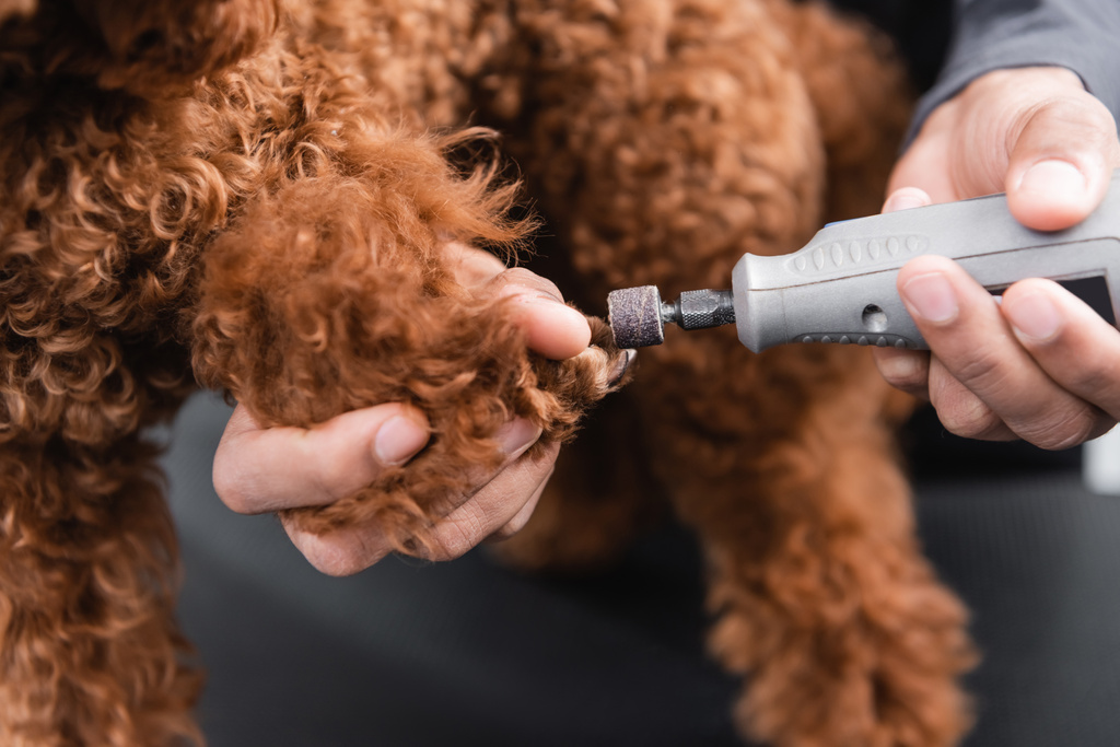 vista da vicino di smerigliatrice elettrica chiodo nelle mani del groomer africano americano ritagliato lucidatura artigli del cane - Foto, immagini