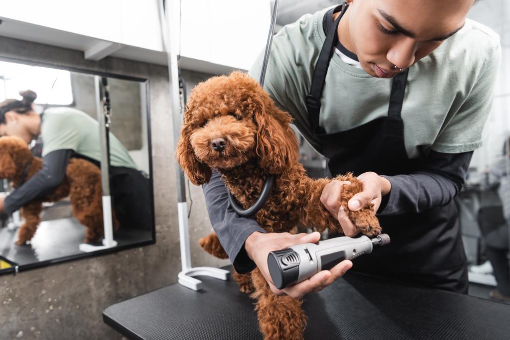 african american groomer polishing claws of poodle with electric nail grinder - Photo, Image