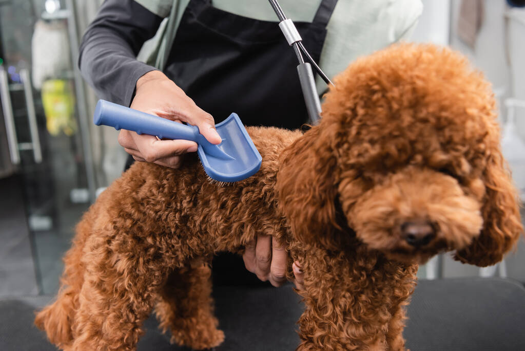 cropped view of african american man brushing poodle in grooming salon - Photo, Image