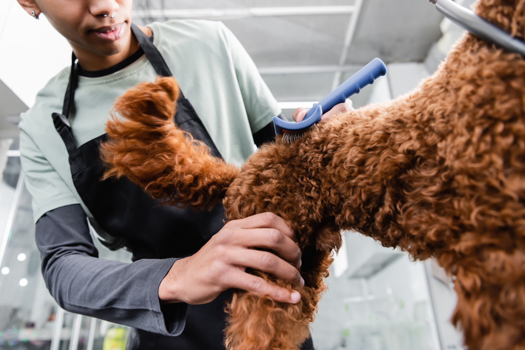 vista basso angolo di groomer africano americano ritagliato spazzolatura cane marrone - Foto, immagini