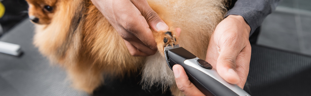 częściowy widok afrykańskiego zwierzaka fryzjera strzyżenie futrzany pies, sztandar - Zdjęcie, obraz