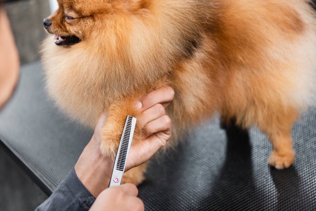 cropped view of african american groomer trimming paw of fluffy pomeranian spitz - Photo, Image