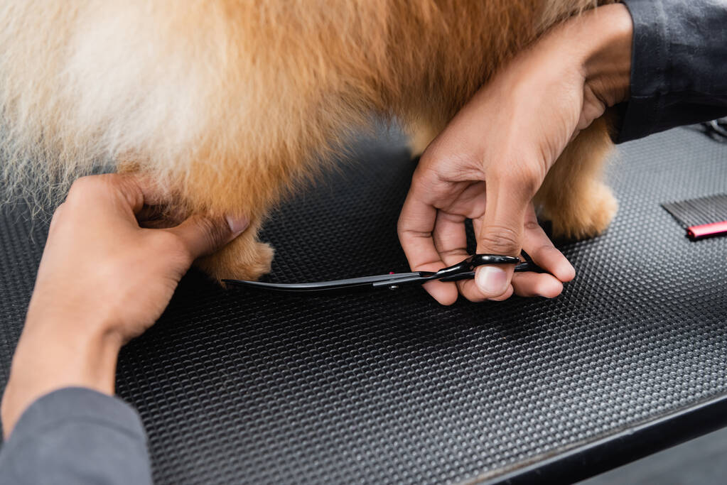 обрізаний вид на афроамериканську тварину перукарня обрізає шпіц на стіл для дорослих
 - Фото, зображення