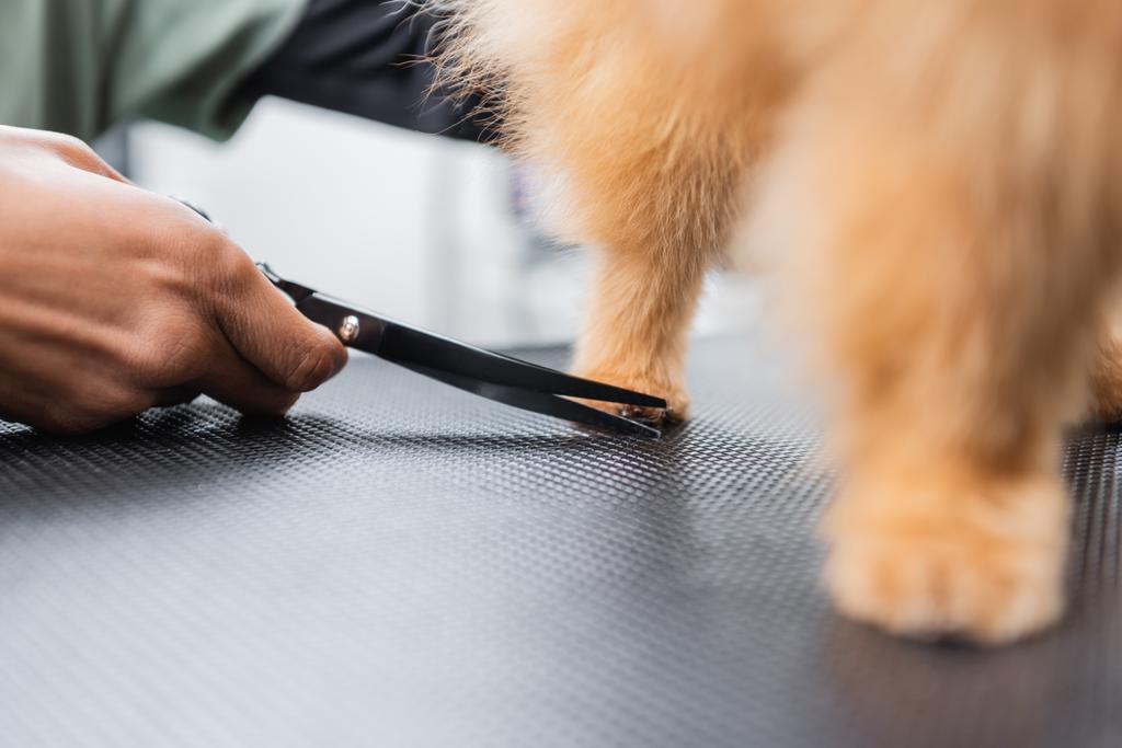 обрізаний вид афроамериканського громера, що ріже волосся на лапі пухнастого собаки
 - Фото, зображення