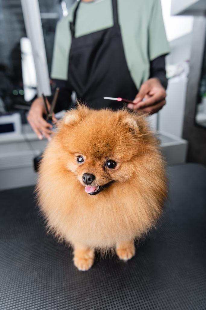 funny pomeranian spitz looking at camera near blurred african american groomer - Photo, Image