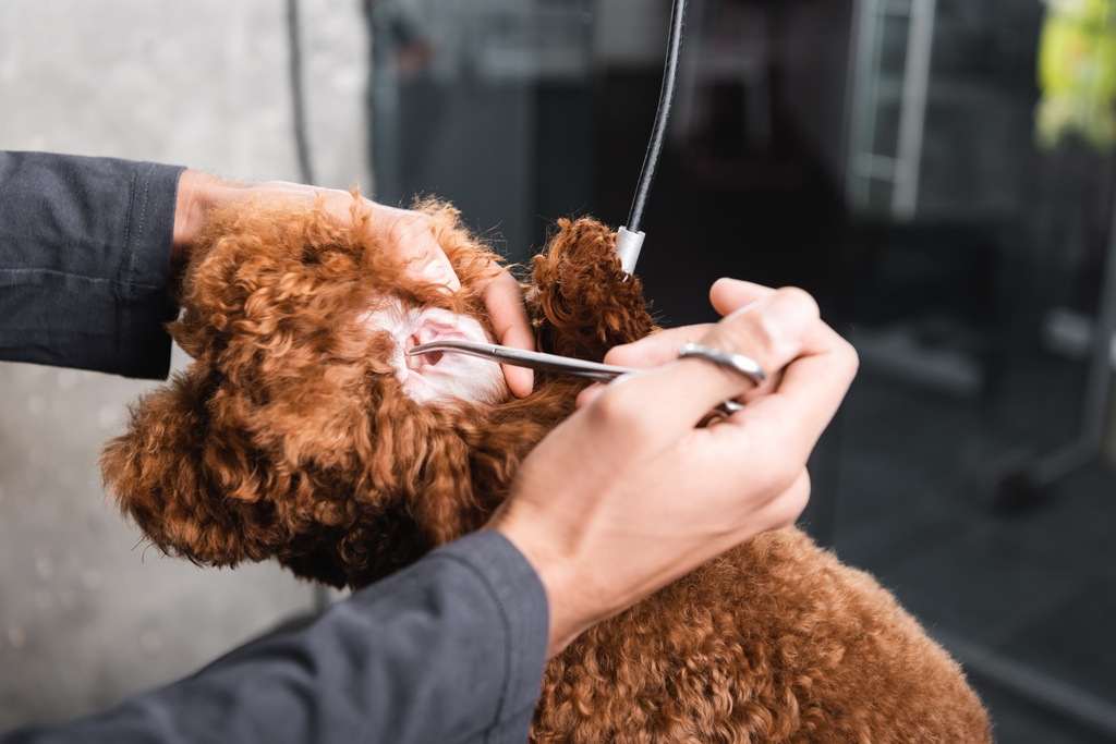 vista parcial del hombre afroamericano cortando pelo en oreja de perro con tijeras - Foto, imagen