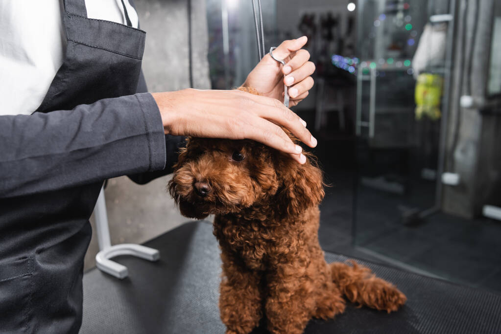 cropped view of african american groomer in apron working with poodle in grooming salon - Photo, Image