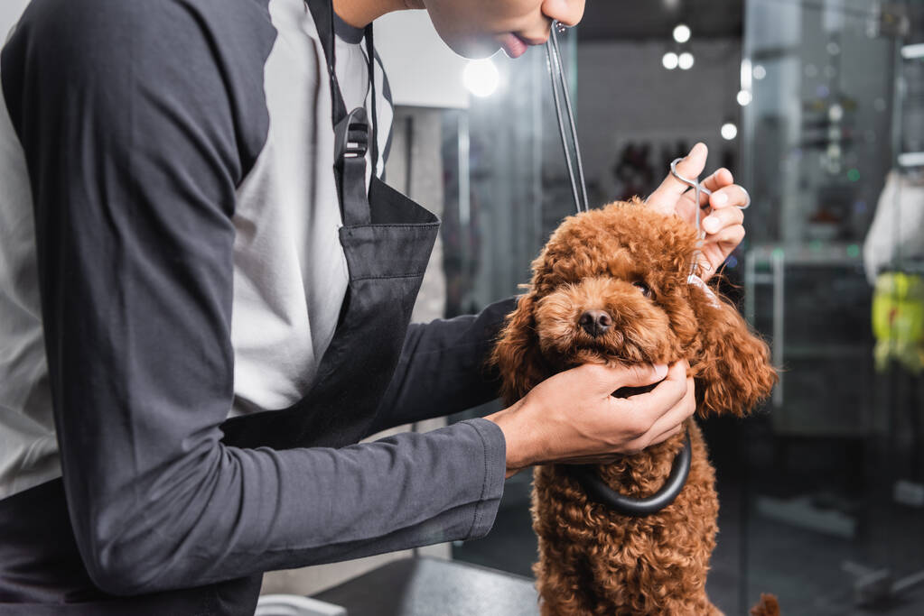 side view of cropped african american groomer working with poodle in pet salon - Photo, Image