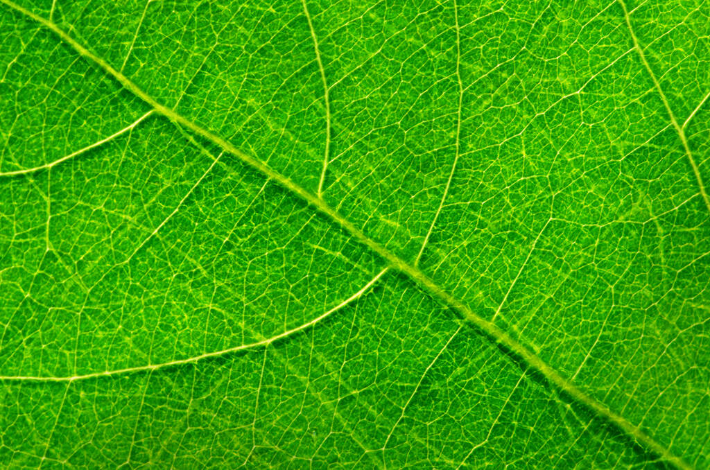 Streszczenie tekstury zielonego liścia na tło - Zdjęcie, obraz