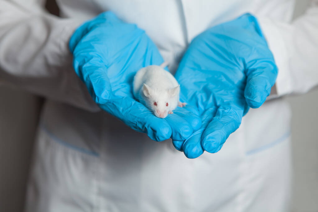 青いゴム手袋の科学者の手の中に赤い目の小さな白い実験室のマウス。女性は実験室のマウスに実験を置く. - 写真・画像