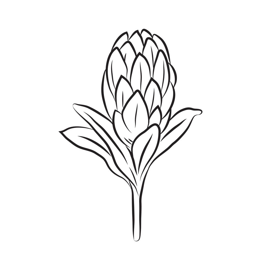 Линейная икона цветов Протея. Бутон большого африканского прочая. Тропическая ботаника - Вектор,изображение