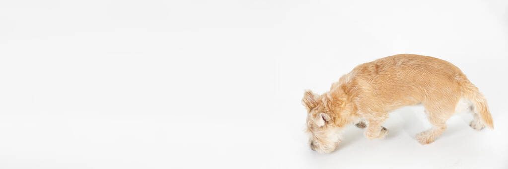 Panoramarahmen. Ein hellbrauner Hund schnüffelt und sucht in einem weißen Raum nach Hinweisen. Blick von oben. Isoliert vom Hintergrund. - Foto, Bild