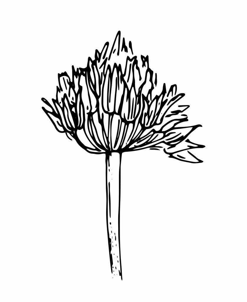 Dessin vectoriel d'une fleur d'oignon de prairie. croquis de fleurs de plantes d'oignon dans le style croquis, contour noir isolé sur blanc pour un modèle de conception. art vintage linéaire de tête de fleur d'oignon. Vintage pour la décoration design - Vecteur, image