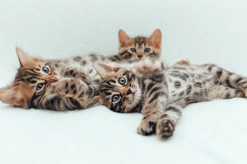 Три милі одномісячні кошенята на пухнастій білій ковдрі
. - Фото, зображення