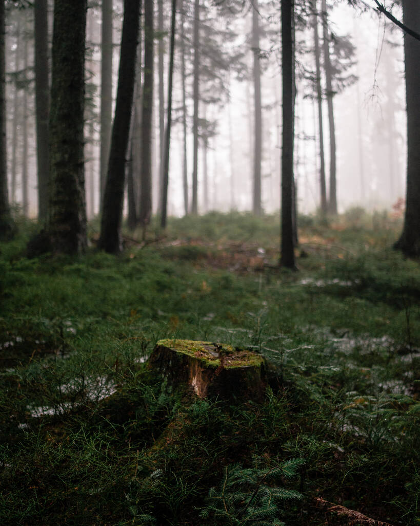bosque en el bosque - Foto, Imagen