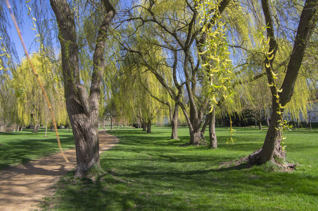 Veřejný park na začátku jara, příroda se začíná měnit v zelenou v jasném slunečním světle, vrby stromů a špinavé stezky zahradami - Fotografie, Obrázek