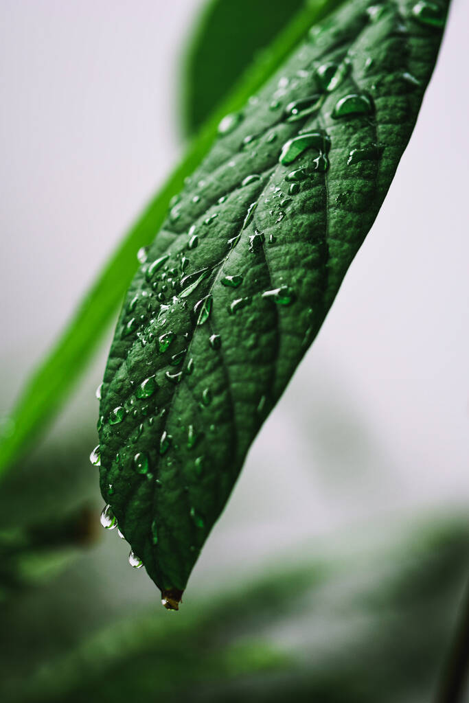 zielony liść z kroplami wody na liściach - Zdjęcie, obraz