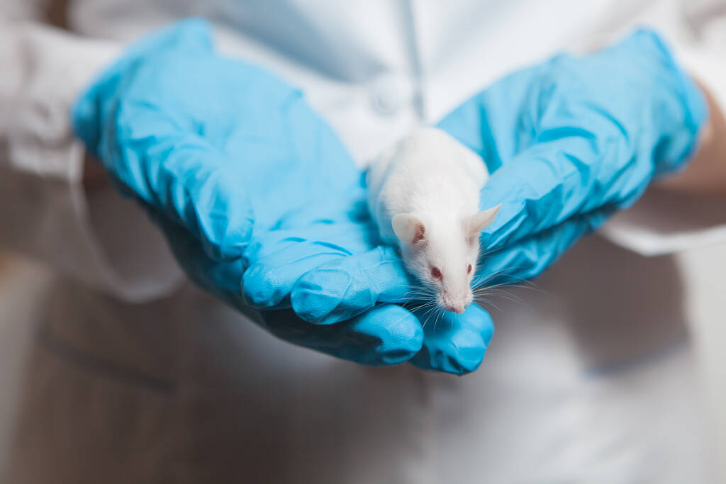 Malá bílá laboratorní myš s červenýma očima v ruce vědce v modré gumové rukavici. Žena klade experimenty na laboratorní myš. - Fotografie, Obrázek