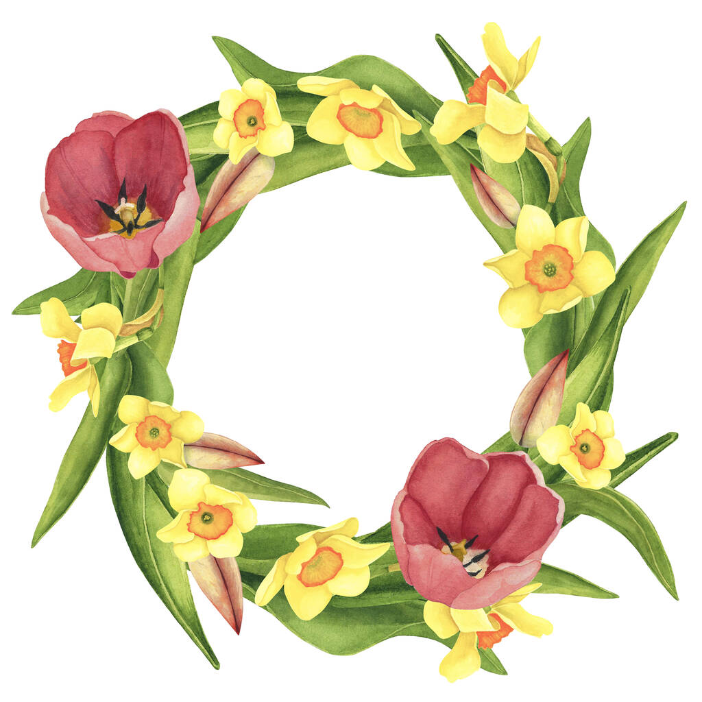 Tulipány a narcisy věnec na bílém pozadí. Obrázek kresby rukou s akvarelem. Umění pro dekoraci a design - Fotografie, Obrázek