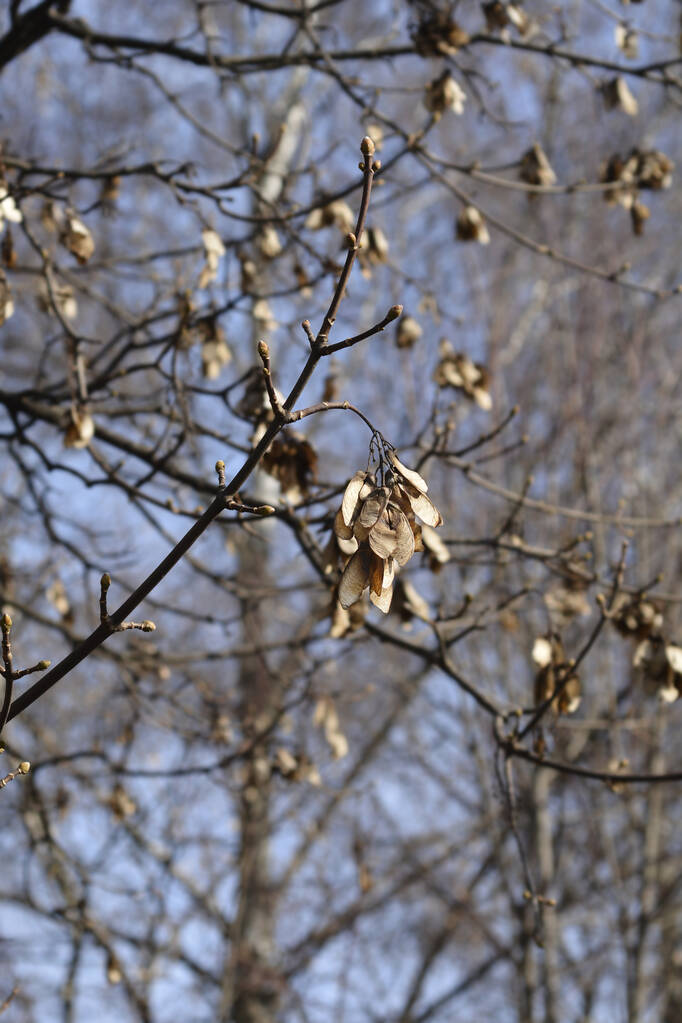 Обыкновенные сикоморские ветви с семенами - латинское название - Acer pseudoplatanus - Фото, изображение