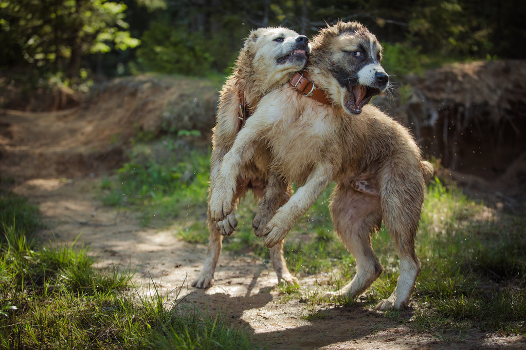 Dog breed Alabai, central Asian shepherd dog - Photo, Image