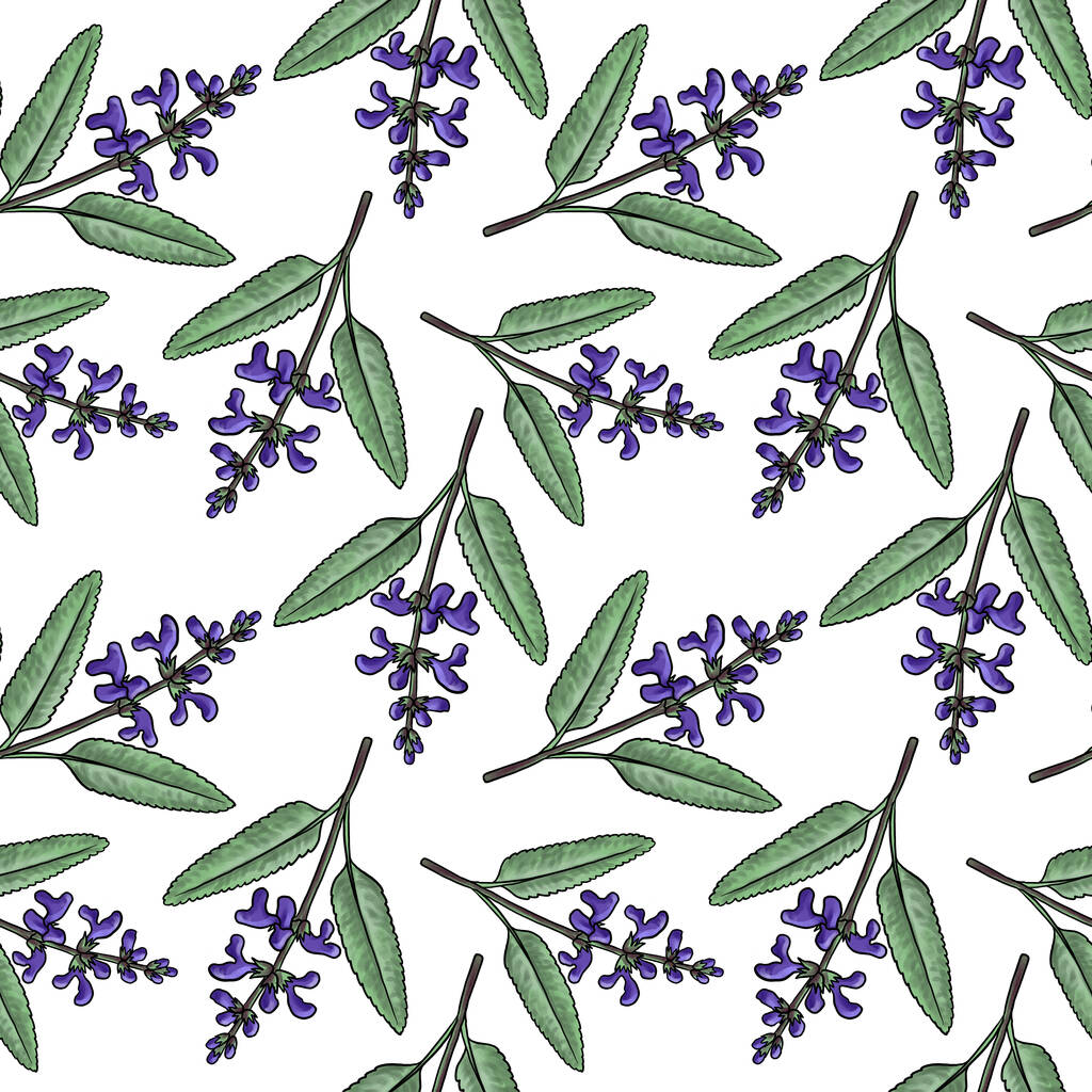 seamless pattern with flower of sage - Photo, Image