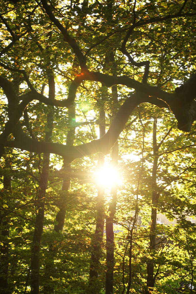krásný západ slunce v lese - Fotografie, Obrázek