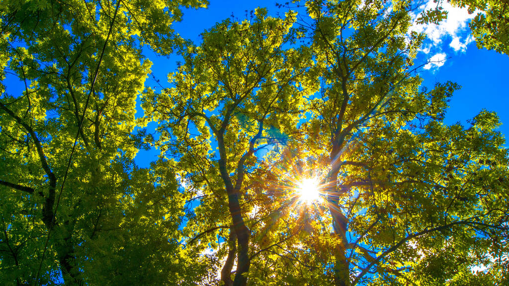 piękny letni krajobraz z drzewami i błękitnym niebem - Zdjęcie, obraz