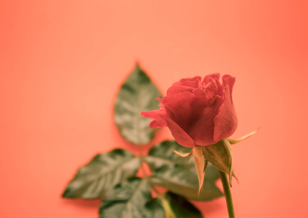όμορφο κόκκινο τριαντάφυλλο σε ροζ φόντο - Φωτογραφία, εικόνα