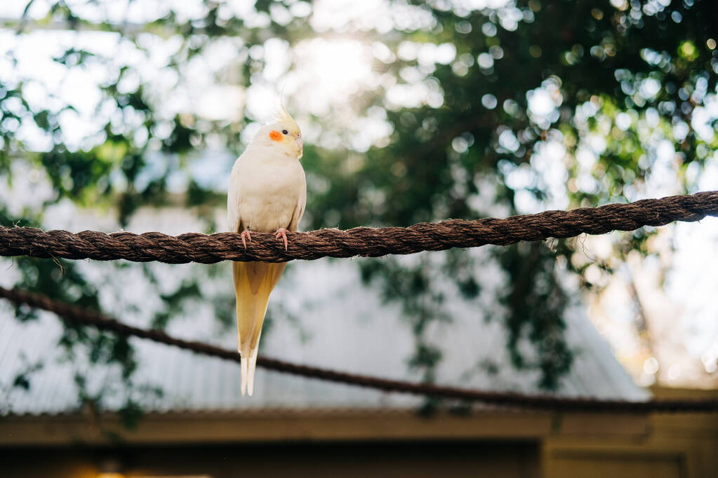 ένα πουλί κάθεται σε ένα φράχτη στο πάρκο - Φωτογραφία, εικόνα